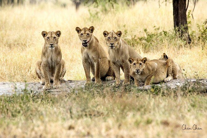 4 Days Joining group budget camp Safari in Serengeti , Ngorongoro and Tarangire - An In-Depth Look at the Safari Experience
