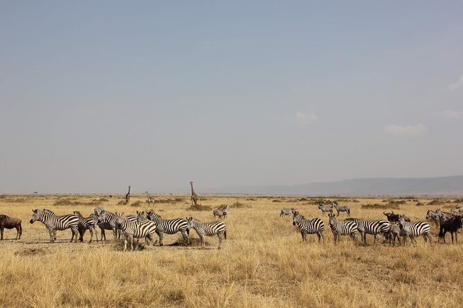 4 Days Kenya Safari - Authentic Encounters and Cultural Highlights