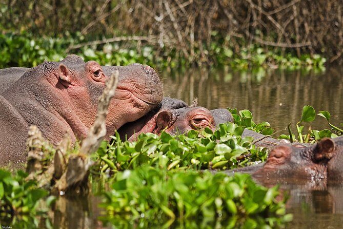 4 Days Kenya Safari - The Sum Up: Who is This Safari Best For?
