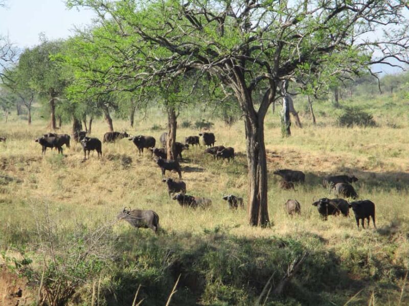4 Days Kidepo Valley National Park Safari - 4 Days Kidepo Valley National Park Safari Review