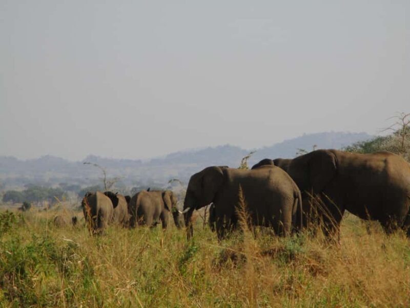 4 Days Kidepo Valley National Park Safari - Key Points