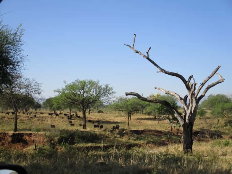 4 Days Kidepo Valley National Park Safari - The Practical Details