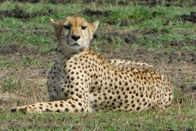 4 Days Kilimanjaro Experience - Mombasa - Key Points