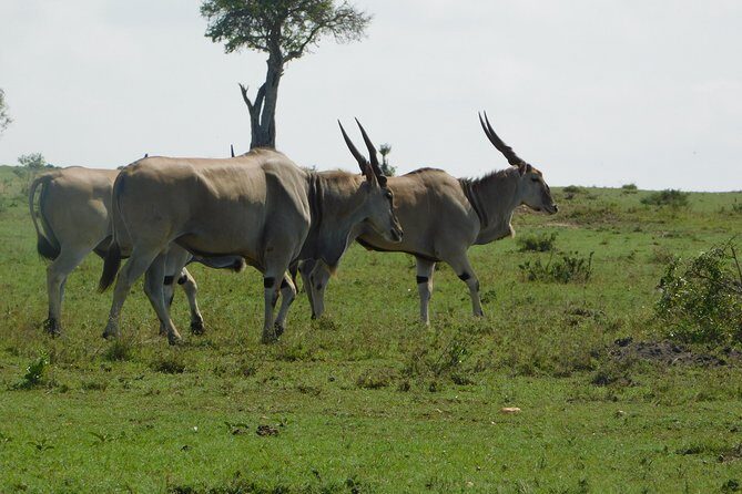 4 Days Kilimanjaro Experience - Mombasa - A Closer Look at the Itinerary
