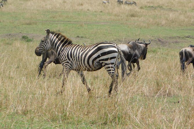 4 Days Kilimanjaro Experience - Mombasa - The Sum Up
