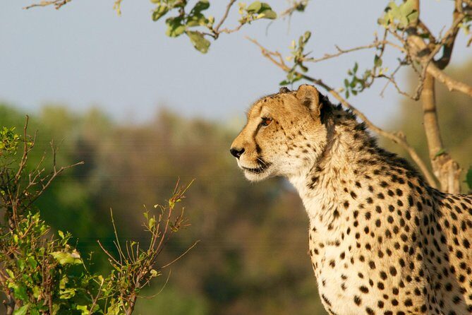 4 days Kruger Park Big 5 Safari and Awesome Panorama Route - What’s Included and What’s Not