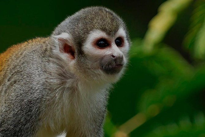 4-days-la-selva-amazon-lodge-full-board