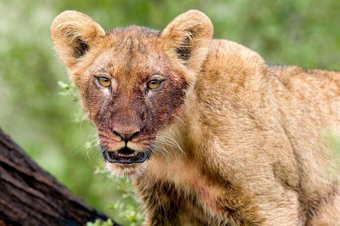 4 Days Lake Manyara National Park, Ngorongoro Crater , Serengeti National Park. - Key Points