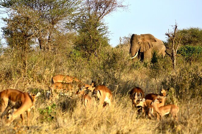 4 Days - Lake Manyara, Serengeti and Ngorongoro Crater - Who Would Love This Tour?