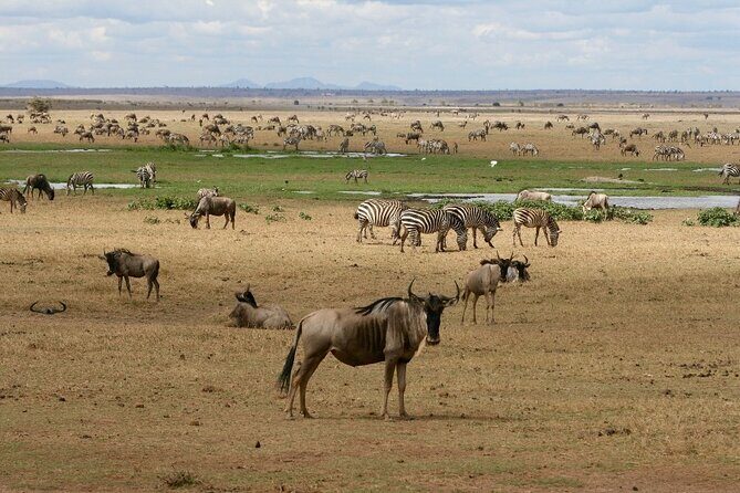 4 Days Landcruiser Safari to Masai Mara and Lake Nakuru - Why Choose This Safari?