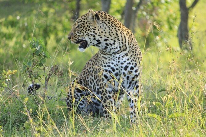 4 Days Landcruiser Safari to Masai Mara and Lake Nakuru - Guides and Customer Service