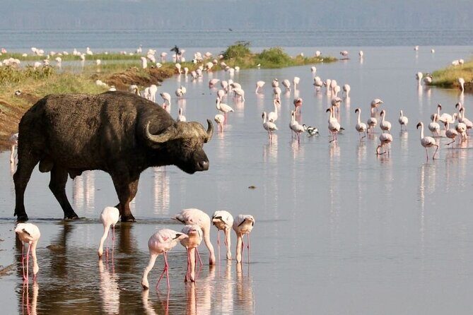 4 Days Landcruiser Safari to Masai Mara and Lake Nakuru - Who Would Love This Tour?