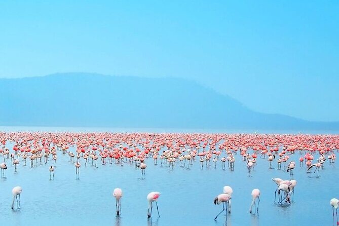 4 Days Landcruiser Safari to Masai Mara and Lake Nakuru - Final Thoughts