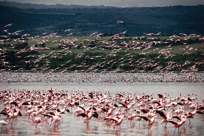 4 Days Landcruiser Safari to Masai Mara and Lake Nakuru - Frequently Asked Questions