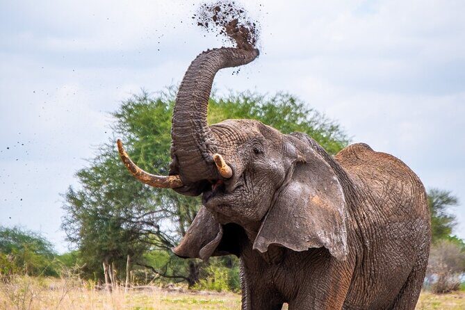 4 Days lodge &camping Tarangire,Serengeti, Ngorongoro Safari Tour - What to Expect from the 4-Day Safari