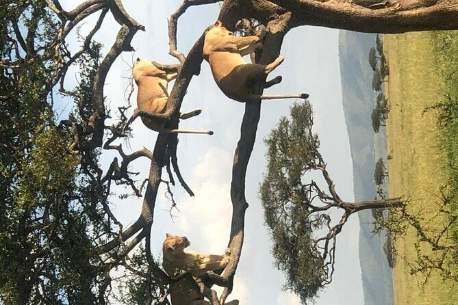 4 Days lodge &camping Tarangire,Serengeti, Ngorongoro Safari Tour - Final Thoughts