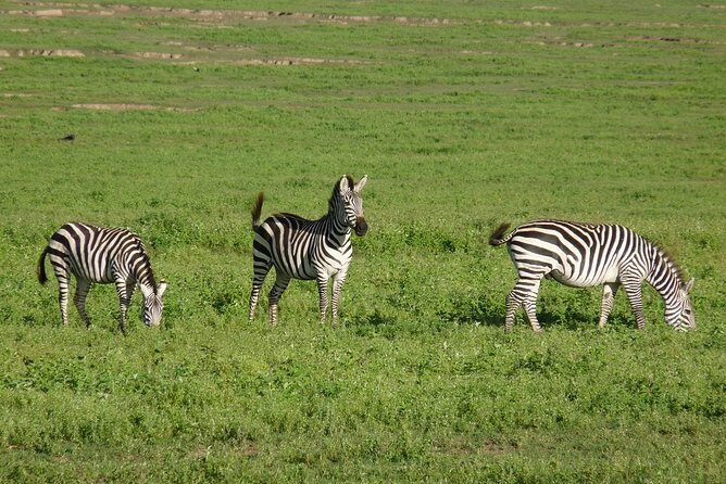 4 Days Lodge Safari - Overview of the Itinerary
