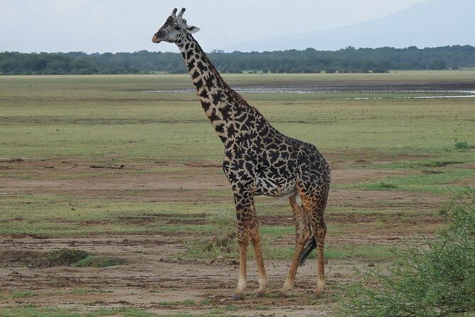 4 Days Lodge Safari - Summary: Who Is This Safari Best For?
