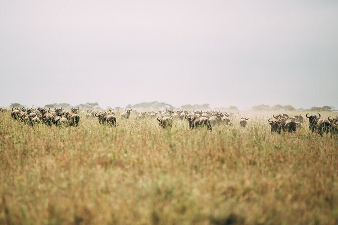 4 Days Lodge Safari in Lake Manyara, Serengeti & Ngorongoro Crater - Food & Practicalities