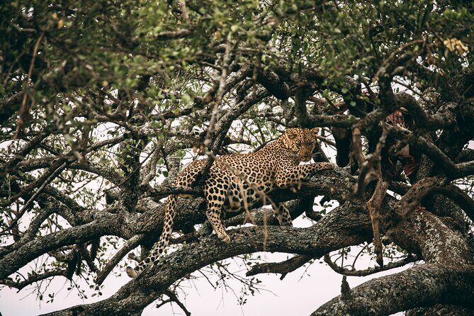 4 Days Lodge Safari in Lake Manyara, Serengeti & Ngorongoro Crater - What Reviewers Say