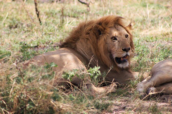 4 Days lodge safari Tarangire , Ngorongoro crater & Walking - What We Loved About This Tour