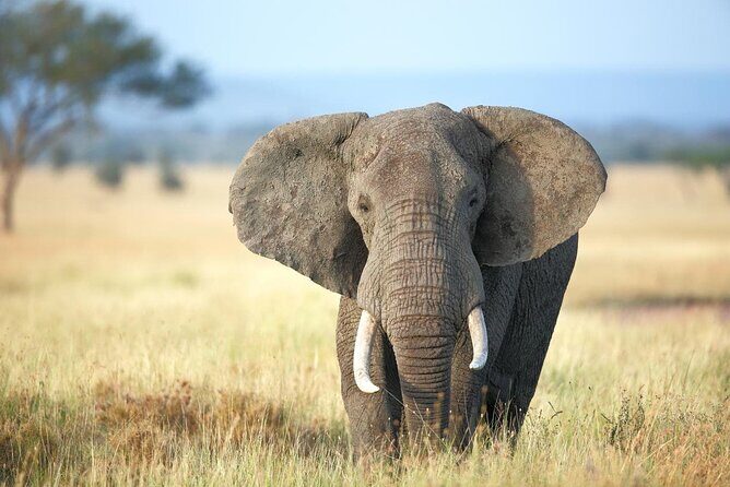 4 Days lodge safari Tarangire , Ngorongoro crater & Walking - Who Is This Tour Best Suited For?