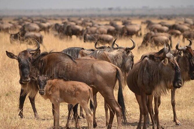 4 Days Lodges Serengeti, Ngorongoro Crater & Visiting Maasai - What’s Included and What’s Not