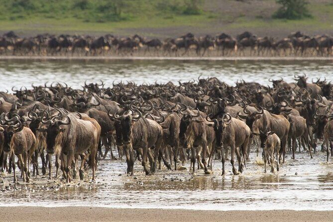 4 Days Lodges Serengeti, Ngorongoro Crater & Visiting Maasai - The Sum Up: Is This Tour for You?