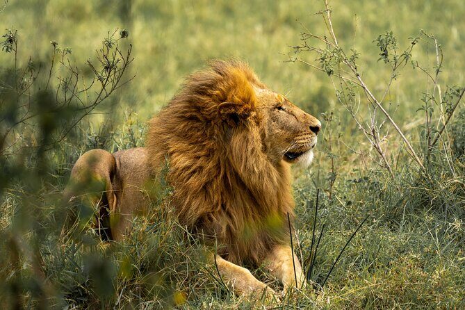4 Days Lodges Serengeti, Ngorongoro Crater & Visiting Maasai - FAQ: Your Practical Questions Answered