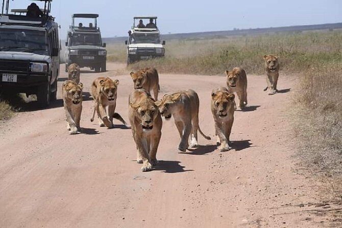 4 days luxury safari (a dream experience) - Who Is This Safari Best For?
