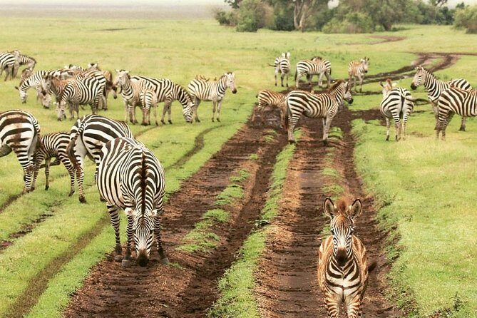 4 days luxury safari (a dream experience) - Frequently Asked Questions