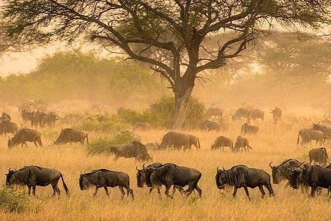 4 days luxury safari (a dream experience) - Final Thoughts