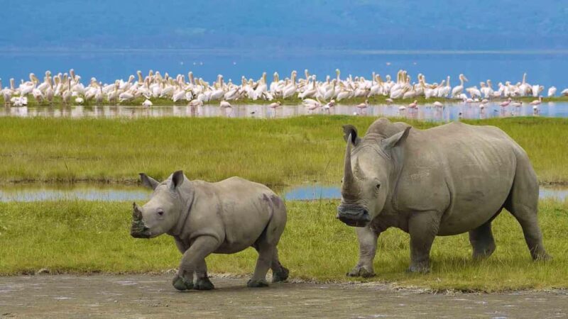 4 Days Luxury Safari to Serengeti & Ngorongoro Crater - Key Points