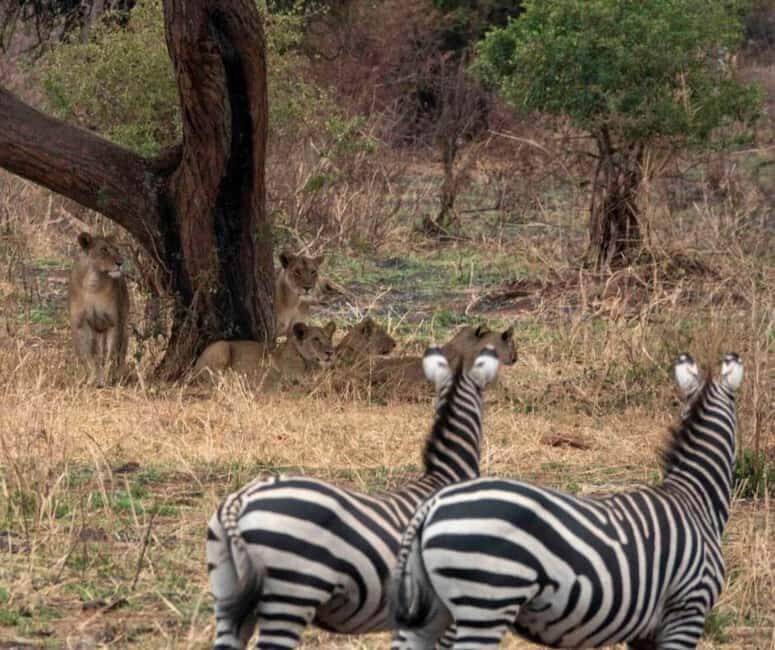4 Days Luxury Safaris - Key Points