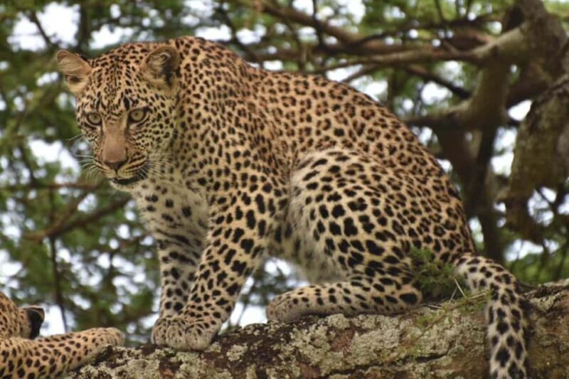 4 Days Luxury Safaris - An In-Depth Review of the 4-Day Luxury Safari Experience