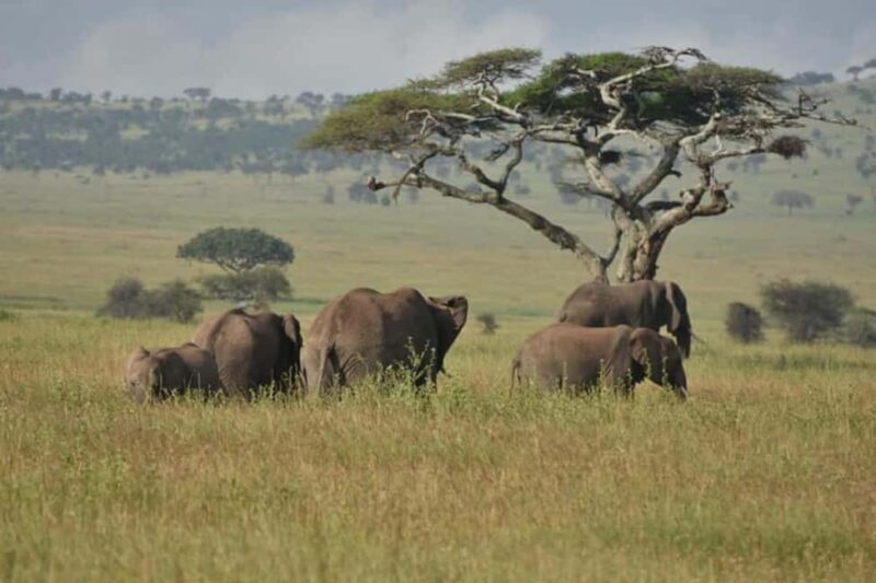4 Days Luxury Safaris - The Value of the 4-Day Luxury Safari