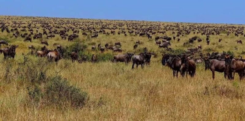 4 Days Luxury Safaris - Final Thoughts