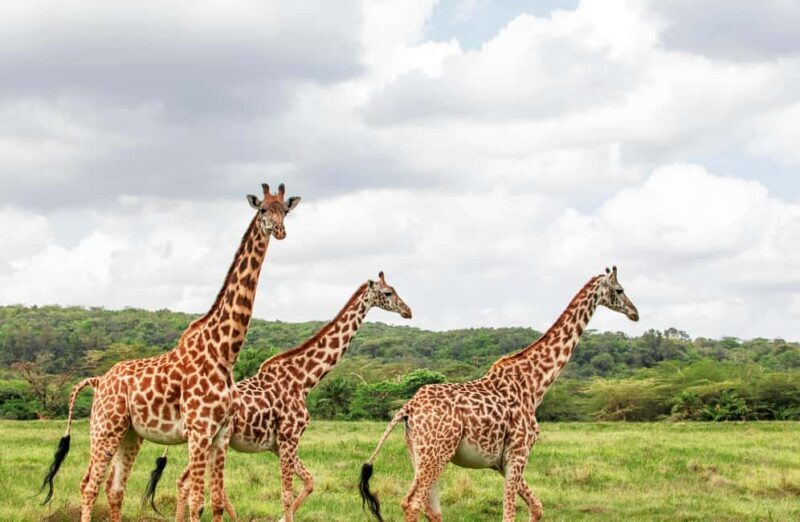 4 Days Maasai Mara and Lake Nakuru Group Safari from Nairobi - FAQ