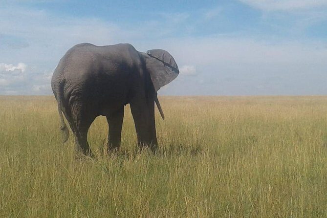4 Days Maasai Mara and Lake Nakuru Unforgettable Safari - An In-Depth Look at the 4-Day Kenya Safari