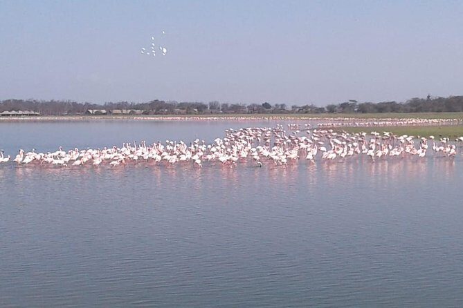 4 Days Maasai Mara and Lake Nakuru Unforgettable Safari - Final Thoughts