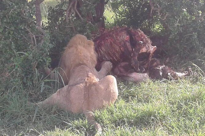4 Days Maasai Mara and Lake Nakuru Unforgettable Safari - FAQ
