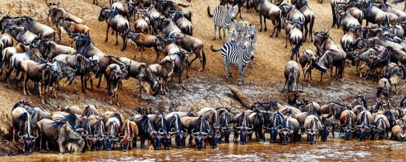 4 Days Magical Adventure to Manyara, Ngorongoro & Serengeti - The Itinerary Breakdown: What to Expect Day by Day
