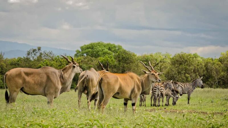4 Days Magical Adventure to Manyara, Ngorongoro & Serengeti - Authentic Experiences and Insights