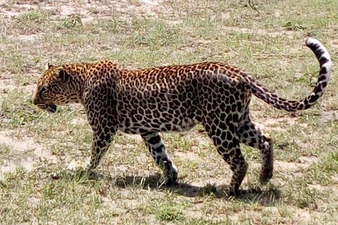 4 Days - Majestic Maasai Mara and Lake Nakuru Safari - A Closer Look at the Itinerary