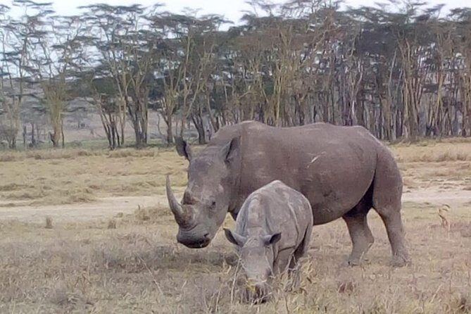 4 Days - Majestic Maasai Mara and Lake Nakuru Safari - Final Thoughts: Is This Safari Worth It?