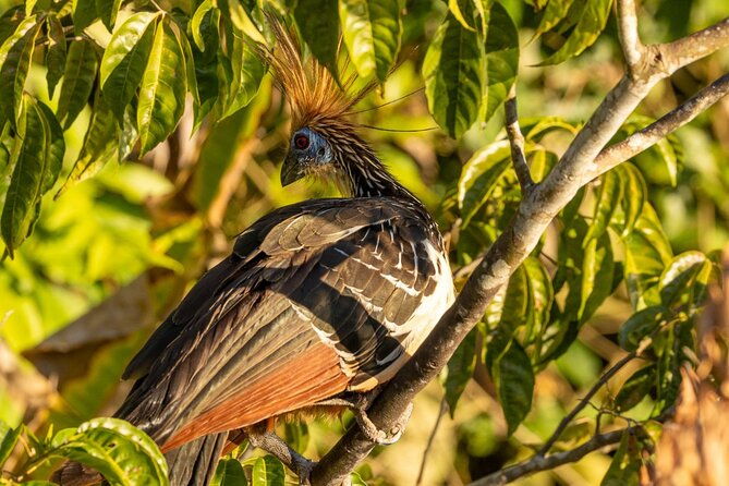 4-days-manu-park-tour