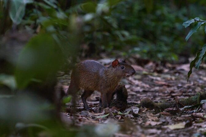 4-days-manu-peruvian-jungle