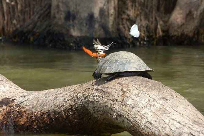 4-days-manu-peruvian-jungle