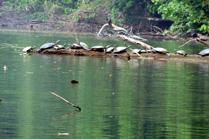 4-days-manu-peruvian-jungle