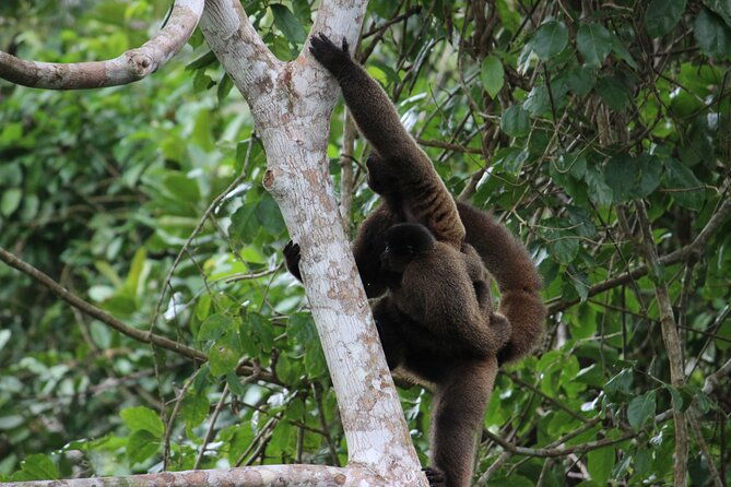 4-days-manu-peruvian-jungle